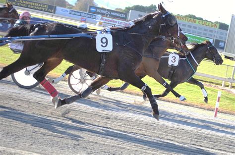 harness racing nz results|Cambridge (NZ) Harness Race Results .
